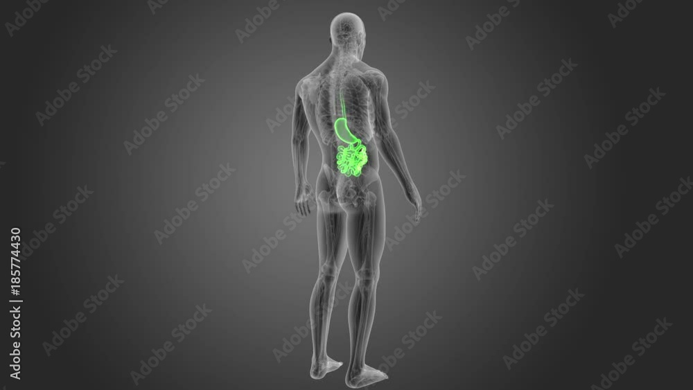 Stomach and Small Intestine with Anatomy Stomach and Small Intestine with Anatomy