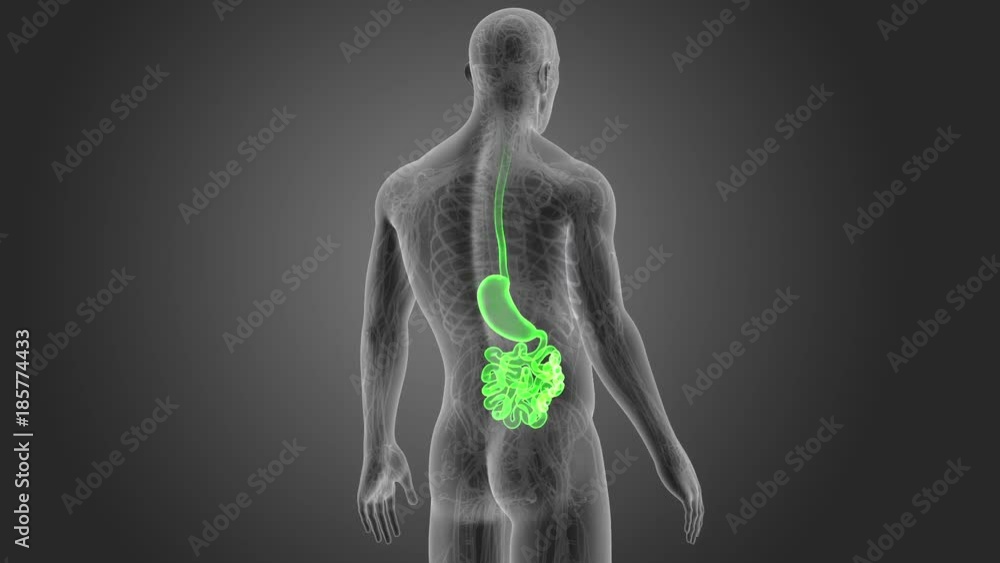 Stomach and Small Intestine with CS Stomach and Small Intestine with CS