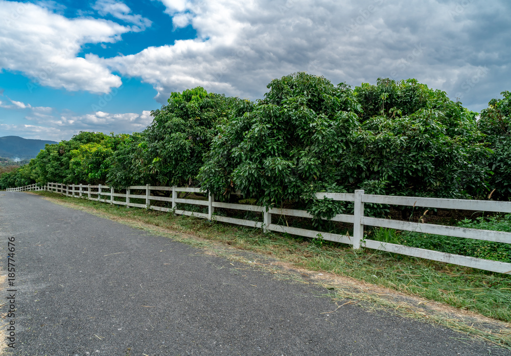 Asphalt road with white fence