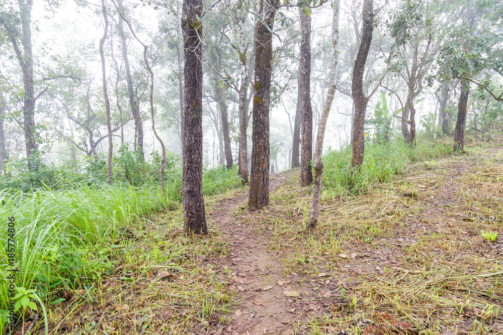 Obraz premium Footpath in the forest surrounded by trees.