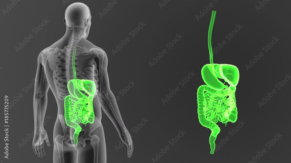 Digestive System zoom with Skeleton Digestive System zoom with Skeleton