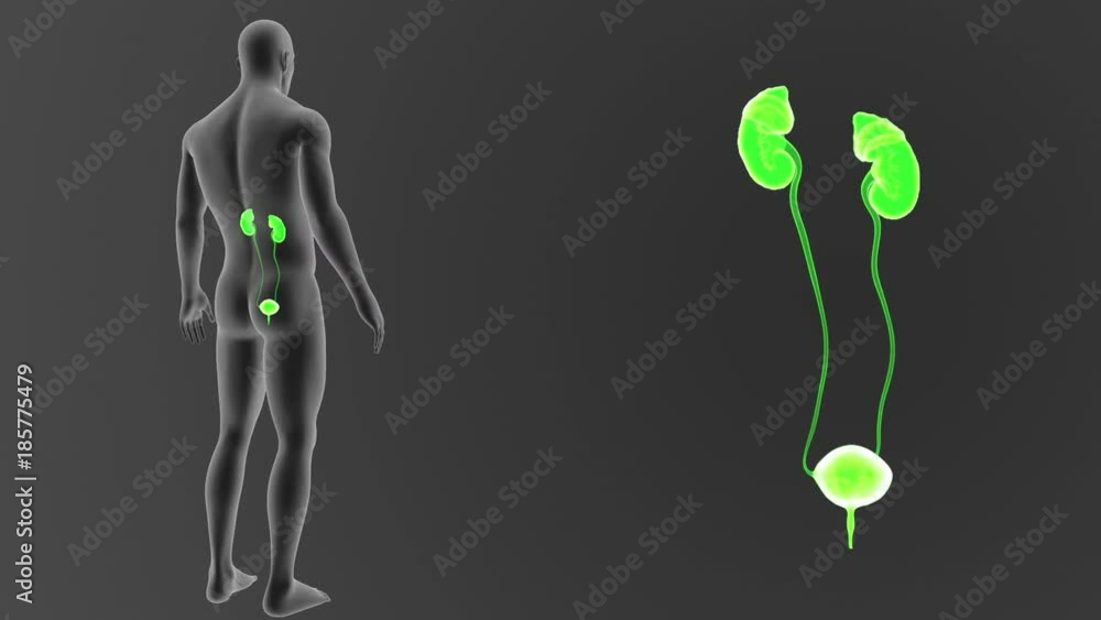 Urinary System zoom with Body Urinary System zoom with Body