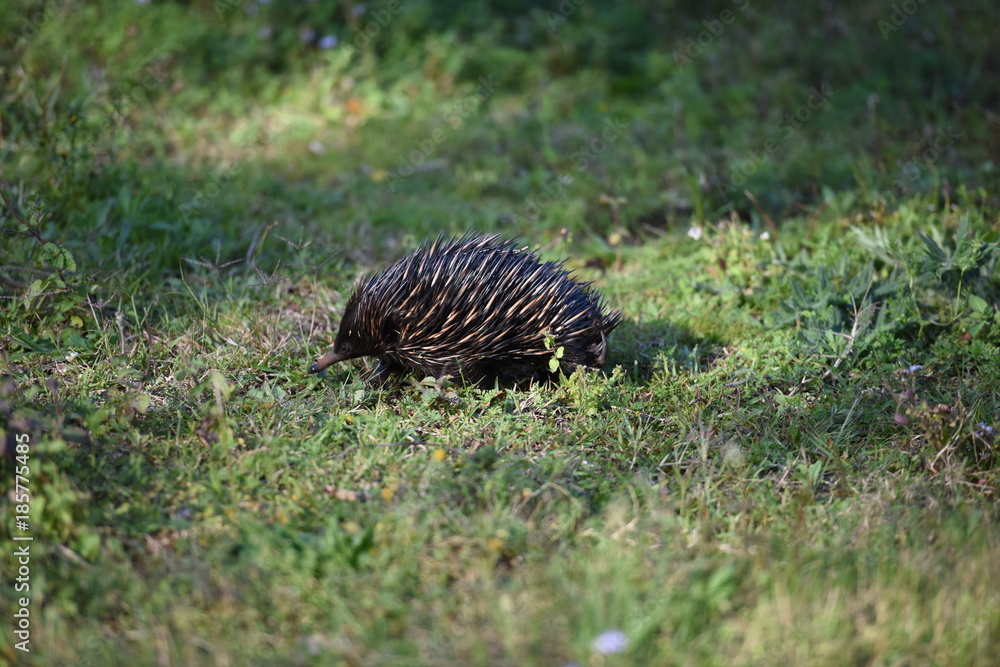 Obraz premium Echidna