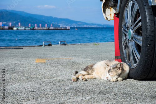 Fototapeta Naklejka Na Ścianę i Meble -  港の野良猫