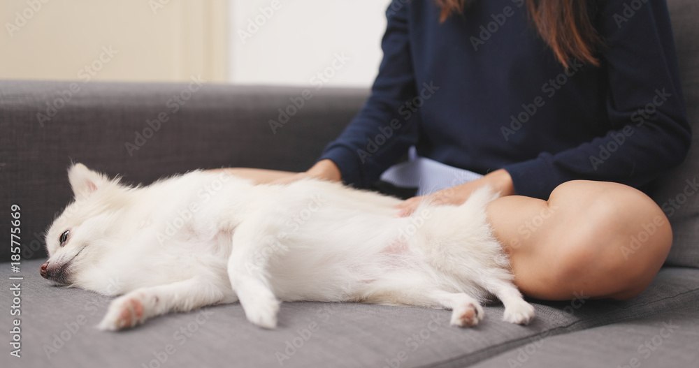 Pet owner massage on her white dog