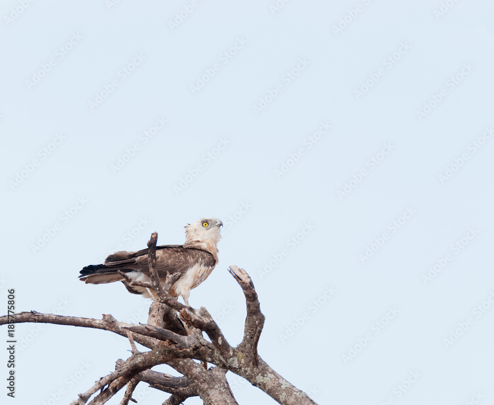 Southern Banded Snake Eagle (Circaetus fasciolatus) in Tarangire National Park Southern Banded Snake Eagle (Circaetus fasciolatus) in Tarangire National Park