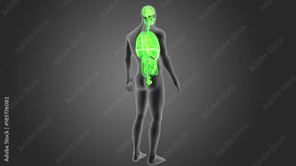 Organs with Body Organs with Body