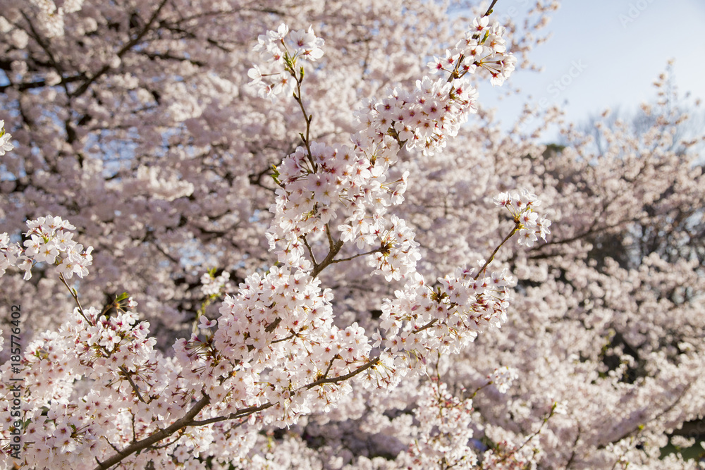 砧公園の桜 砧公園の桜