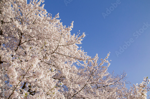 砧公園の桜 © naoko