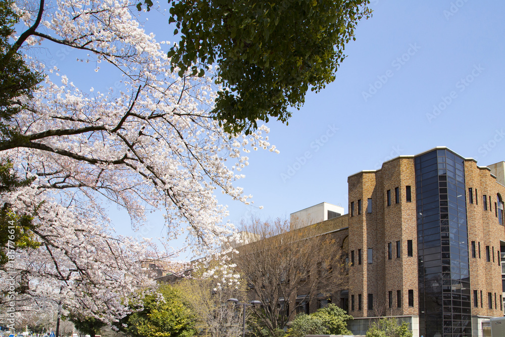東京大学構内　桜の風景