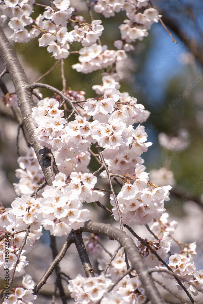 御所の桜と青い空