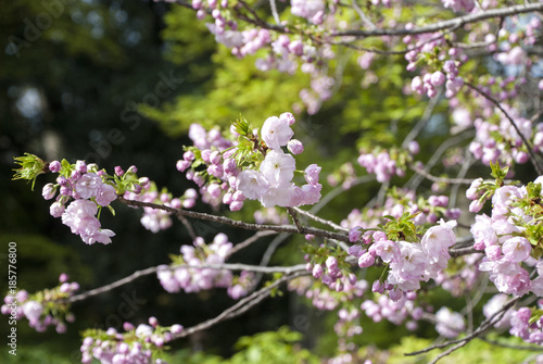快晴の日と八重桜 © momochan123