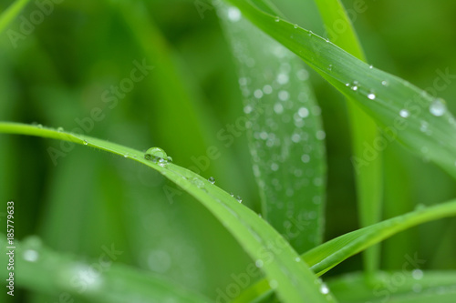 緑の葉 水滴