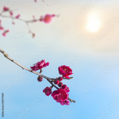 Plum blossoms in early spring.