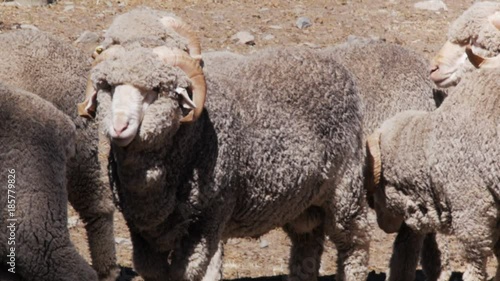 a pen of prize new zealand merino rams waiting to be shorn