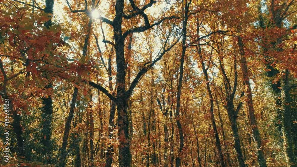 Tracking shot of foliage and trees backlit by a bright morning sun of a beautiful mountain forest at the change of seasons Tracking shot of foliage and trees backlit by a bright morning sun of a beautiful mountain forest at the change of seasons