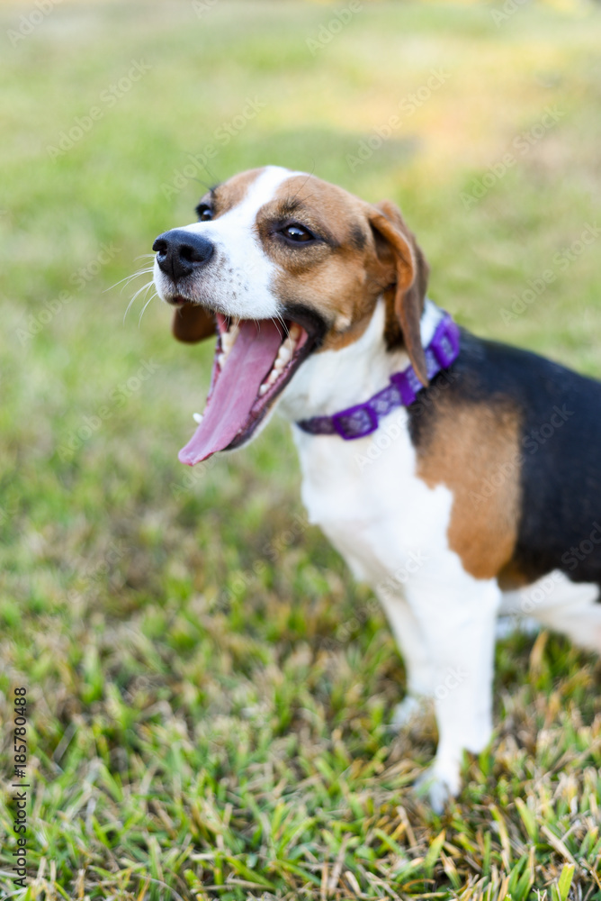 Small young Beagle enjoying the green grass outdoors 