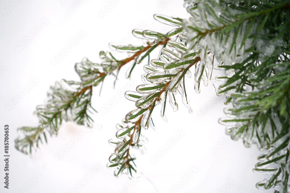 Close up on green tree branch after the frozen rain Close up on green tree branch after the frozen rain