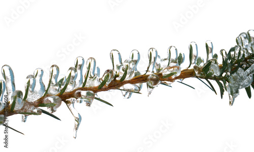 Wallpaper Mural Close up on green tree branch after the frozen rain Torontodigital.ca