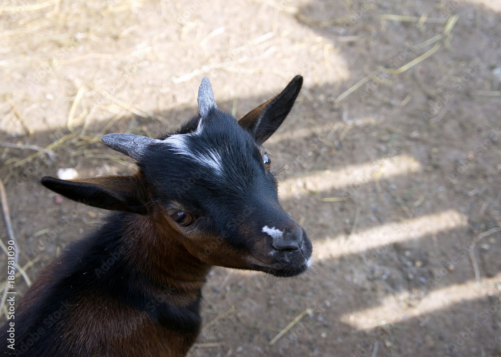 The head of a black little goat in the background of a shadow.