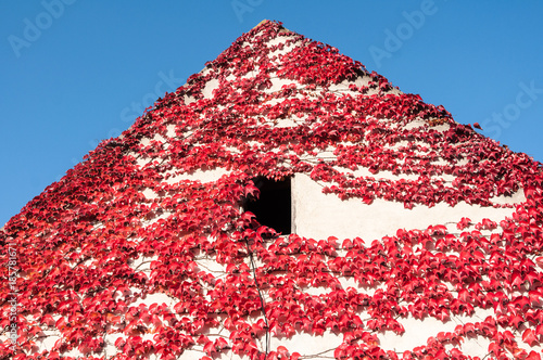 Red ivy