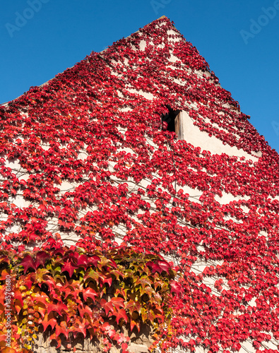 Red ivy