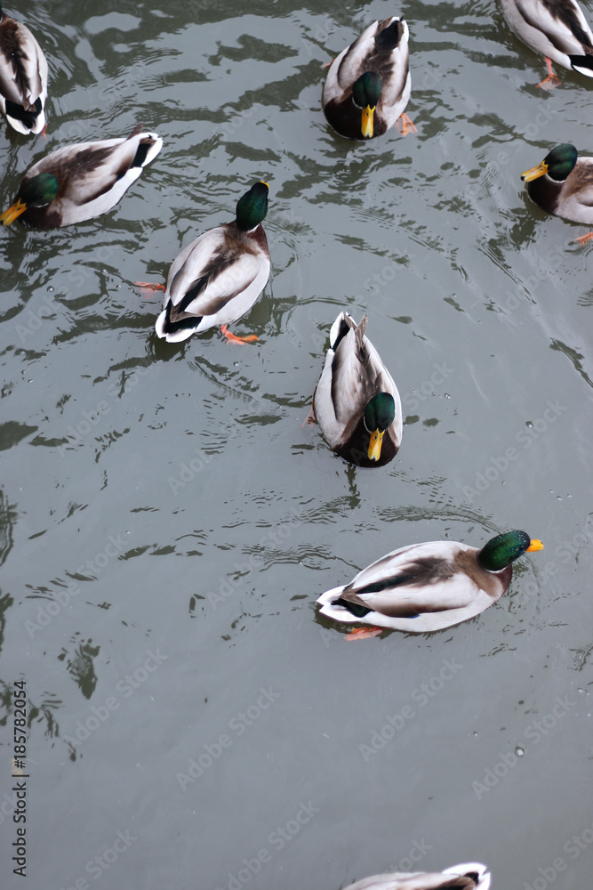 Winter Park duck pond Winter Park duck pond