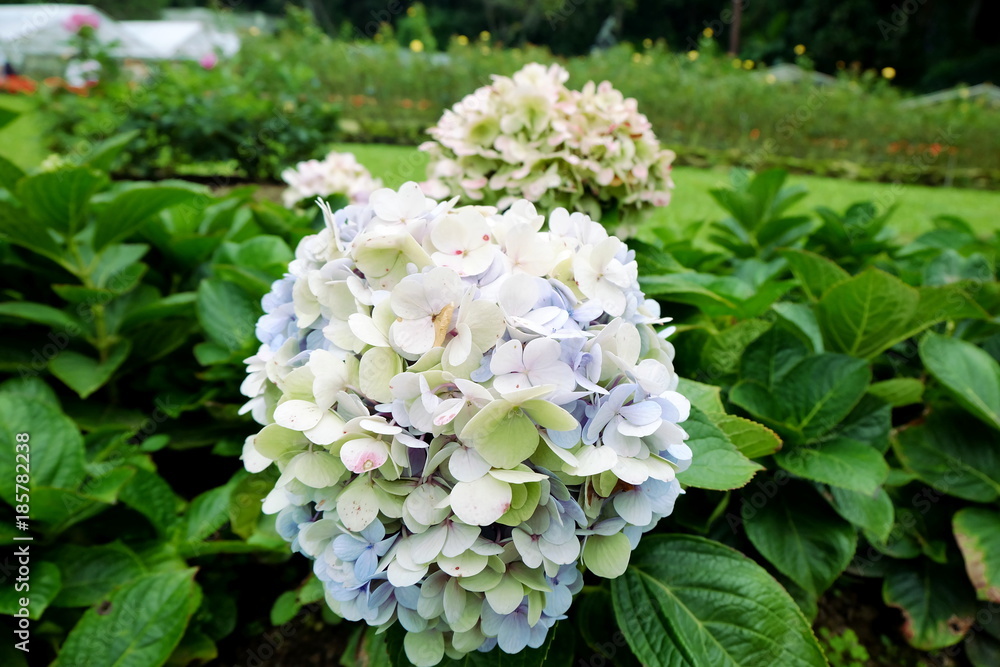 white flower in garden.White flower in garden on summer. white flower in garden.White flower in garden on summer.