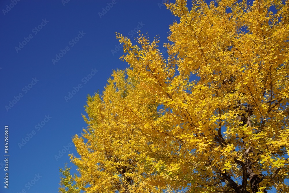 Fototapeta premium Ginkgo and sky