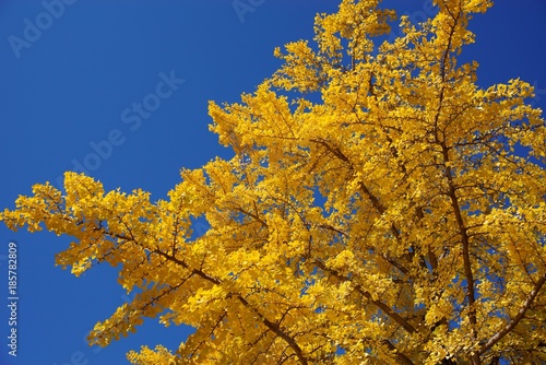 Ginkgo and sky  