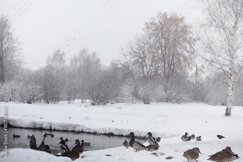 Snow-covered winter park and benches. Park and pier for feeding 