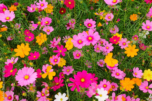 Beautiful cosmos flowers in the garden © thananya_k