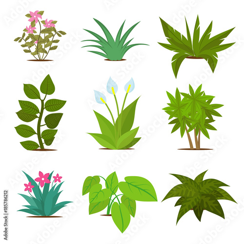 Colorful house plants isolated on white background