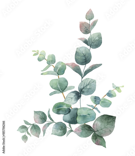Naklejka na ścianę Akwarela wektor bukiet z zielonych liści eukaliptusa i gałęzi.