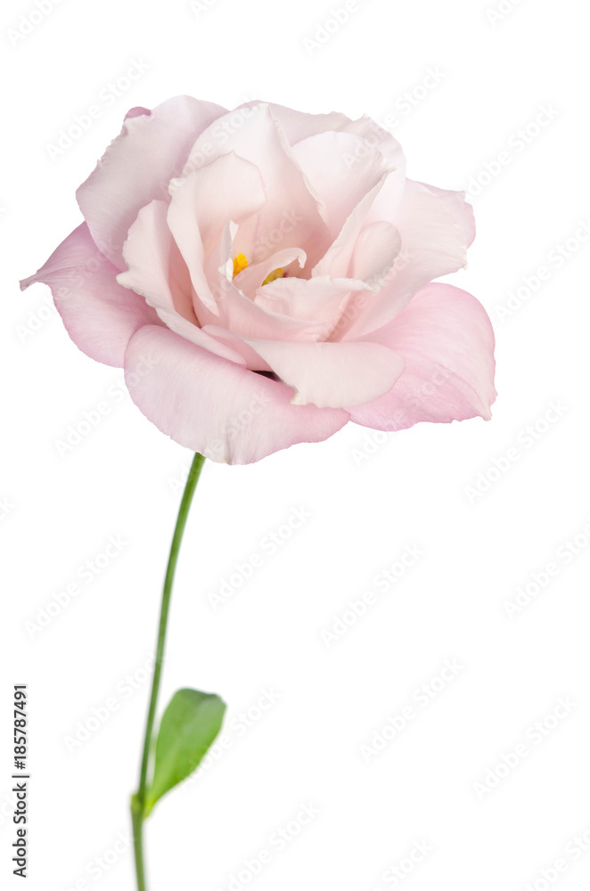 Beautiful Eustoma flower isolated on white background Beautiful Eustoma flower isolated on white background