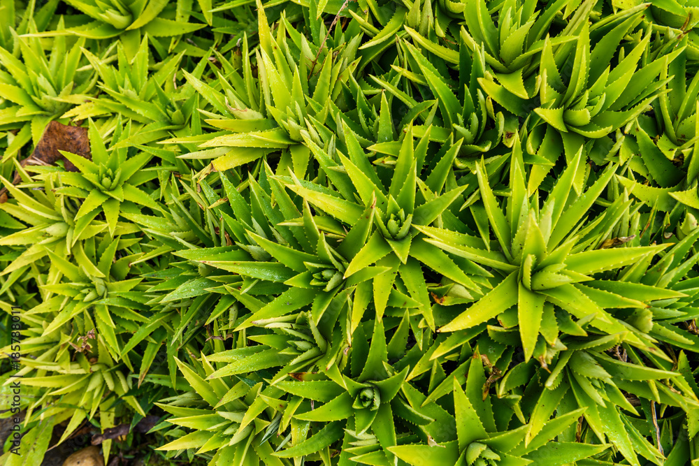 Top View of the stem of aloe vera is a plant with many benefits Top View of the stem of aloe vera is a plant with many benefits