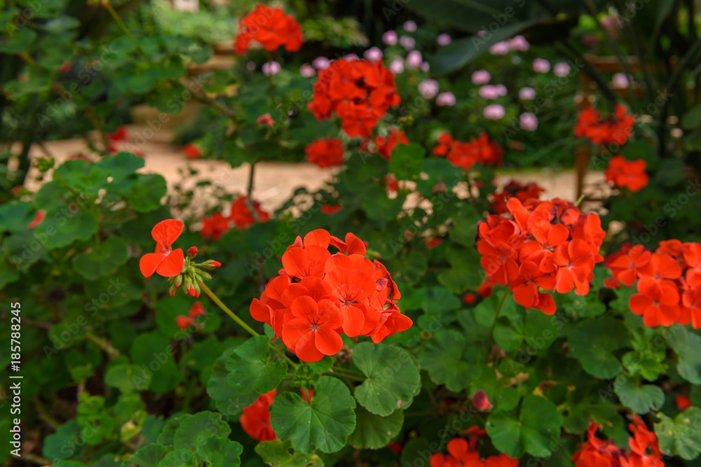 Red pelargonium (geranium) flower Red pelargonium (geranium) flower