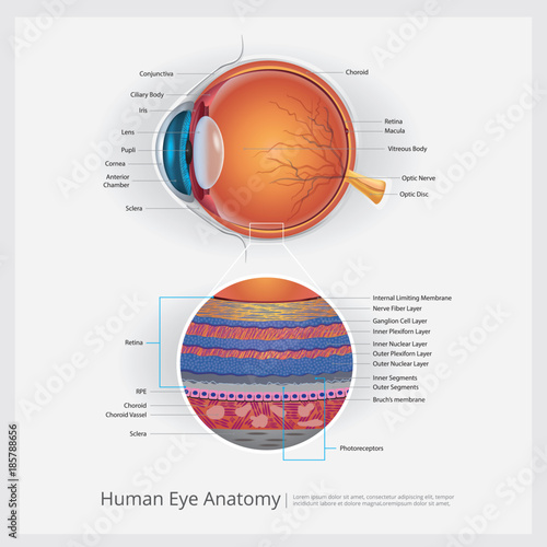 Human Eye Anatomy Vector Illustration
