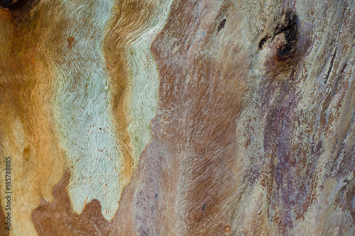 texture of eucalyptus tree bark