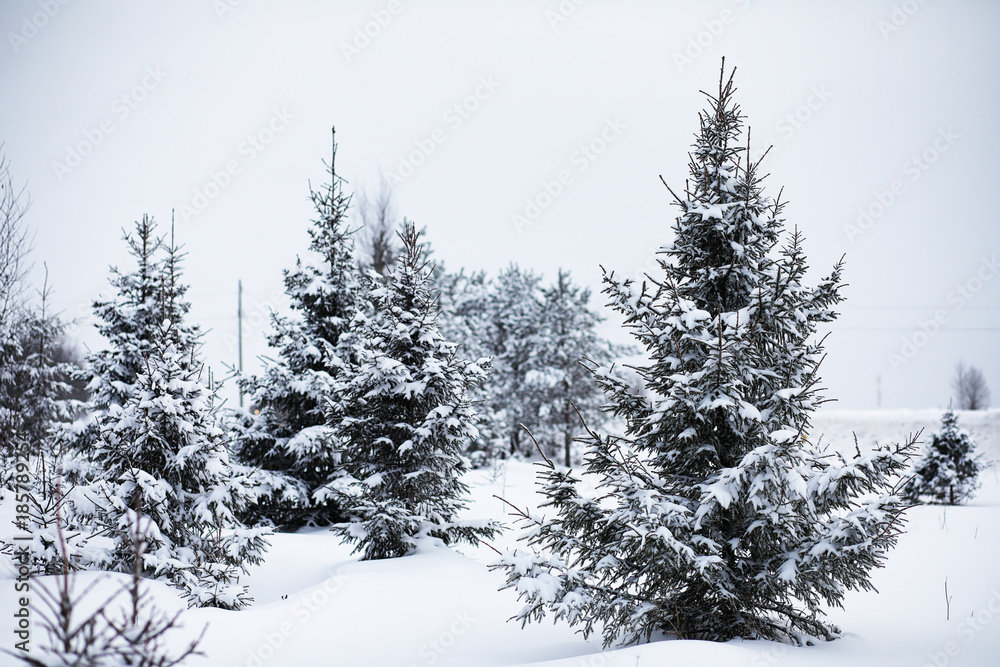 Landscape in the winter cloudy day