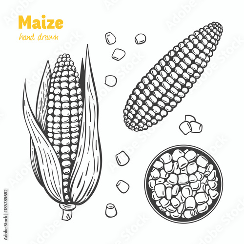 Maize vector hand drawn illustration
