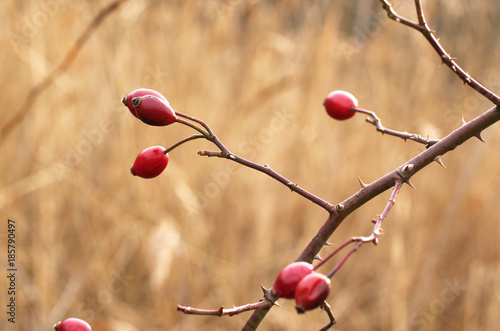 twigs of wild rose bush with rose hips in autumn photo