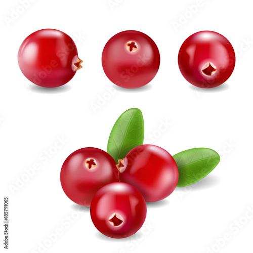 Cranberry realistic Vector ilustration