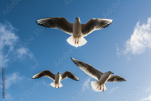 Three black-headed gulls (chroicocephalus ridibundus) airborn against blue sky on sunny day