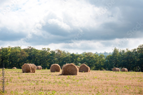 round stacks of dry straw on harvest field