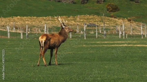 a stag on a deer farm at mossburn in new zealand photo