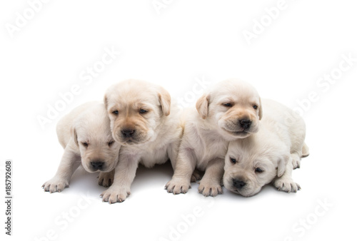 labrador puppies isolated
