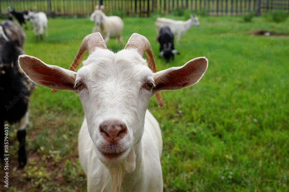 Muzzle of a white goat on a green background.