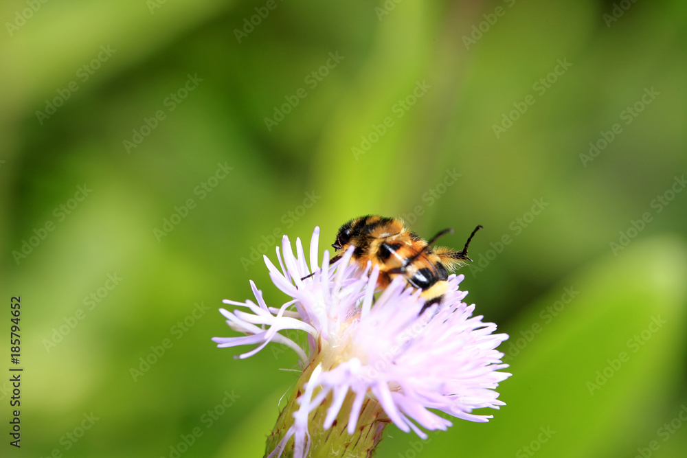 Oxycetonia jucunda, closeup Oxycetonia jucunda, closeup