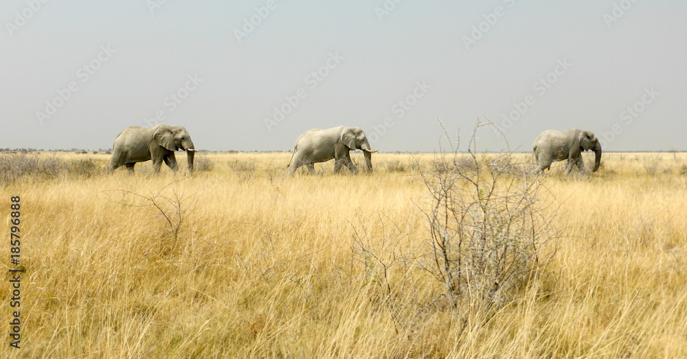 Fototapeta premium Elefanten in Namibia